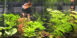 Bright Power fish tank