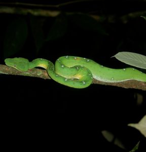 snake