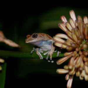 frog