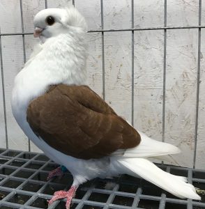 pigeon